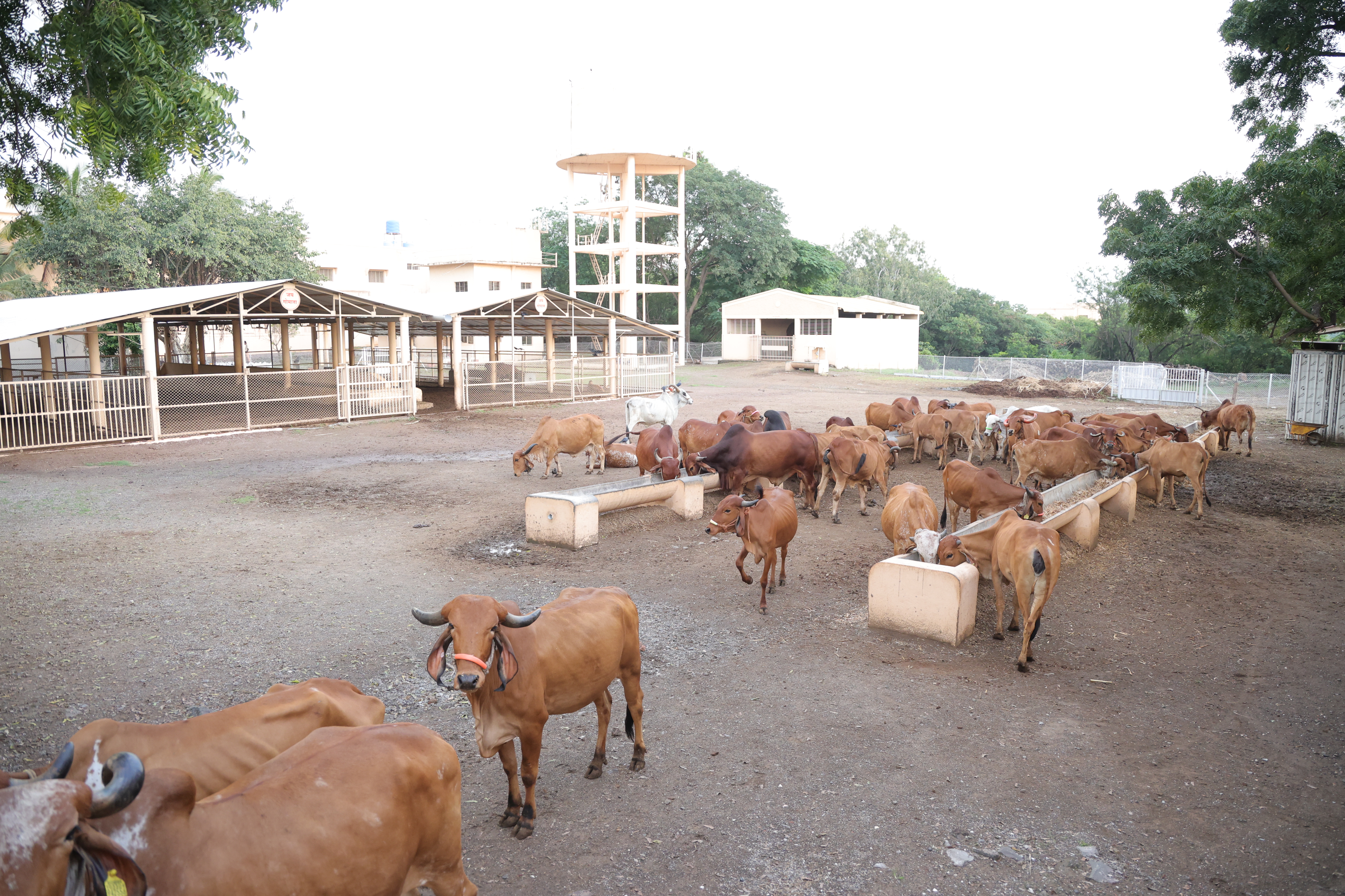 गोशाळा 6